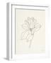 Magnolia Line Drawing-Moira Hershey-Framed Art Print