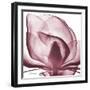 Magnolia Marcela-Albert Koetsier-Framed Premium Giclee Print