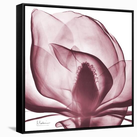 Magnolia Marcela-Albert Koetsier-Framed Stretched Canvas