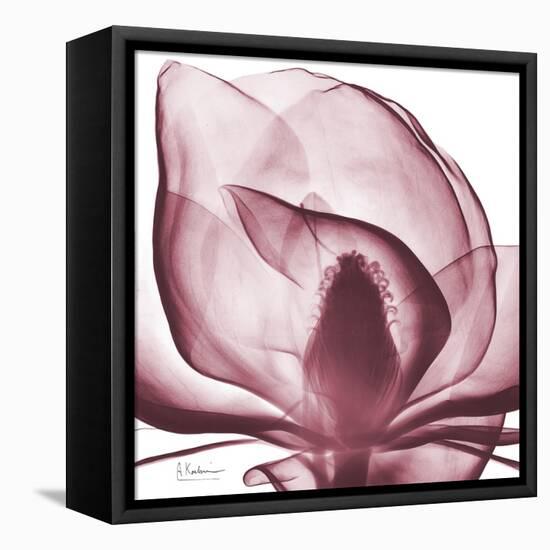 Magnolia Marcela-Albert Koetsier-Framed Stretched Canvas