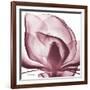 Magnolia Marcela-Albert Koetsier-Framed Premium Giclee Print