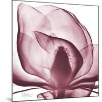 Magnolia Marcela-Albert Koetsier-Mounted Premium Giclee Print