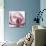 Magnolia Marcela-Albert Koetsier-Premium Giclee Print displayed on a wall