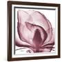 Magnolia Marcela-Albert Koetsier-Framed Premium Giclee Print