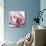 Magnolia Marcela-Albert Koetsier-Mounted Premium Giclee Print displayed on a wall