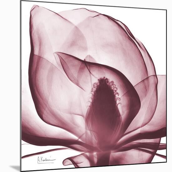 Magnolia Marcela-Albert Koetsier-Mounted Premium Giclee Print