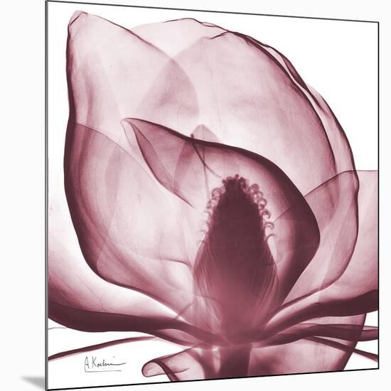 Magnolia Marcela-Albert Koetsier-Mounted Art Print