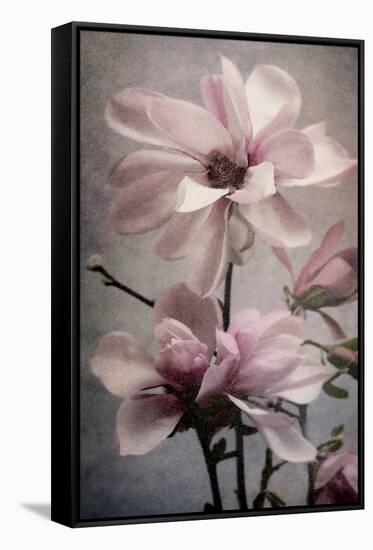 Magnolia Memories 2-Julie Greenwood-Framed Stretched Canvas