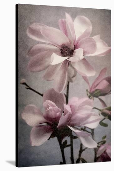 Magnolia Memories 2-Julie Greenwood-Stretched Canvas