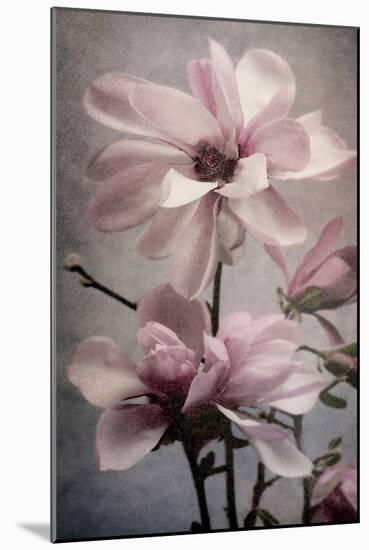 Magnolia Memories 2-Julie Greenwood-Mounted Art Print