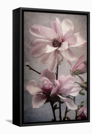 Magnolia Memories 2-Julie Greenwood-Framed Stretched Canvas