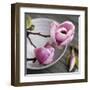 Magnolia on a Bowl-Catherine Beyler-Framed Art Print