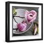 Magnolia on a Bowl-Catherine Beyler-Framed Art Print