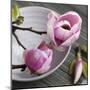 Magnolia on a Bowl-Catherine Beyler-Mounted Art Print