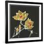 Magnolia on Black II-Chris Paschke-Framed Art Print