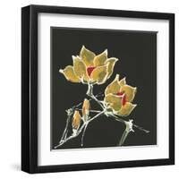 Magnolia on Black II-Chris Paschke-Framed Art Print