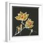 Magnolia on Black II-Chris Paschke-Framed Art Print