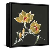 Magnolia on Black II-Chris Paschke-Framed Stretched Canvas