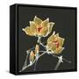 Magnolia on Black II-Chris Paschke-Framed Stretched Canvas