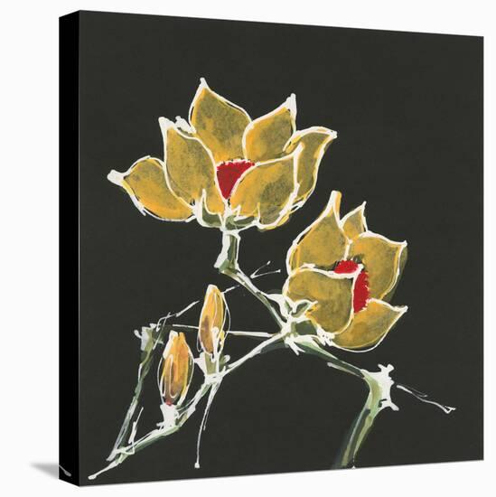 Magnolia on Black II-Chris Paschke-Stretched Canvas