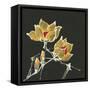 Magnolia on Black II-Chris Paschke-Framed Stretched Canvas