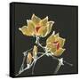 Magnolia on Black II-Chris Paschke-Framed Stretched Canvas