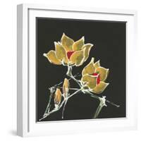 Magnolia on Black II-Chris Paschke-Framed Art Print