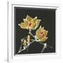 Magnolia on Black II-Chris Paschke-Framed Art Print