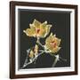 Magnolia on Black II-Chris Paschke-Framed Art Print