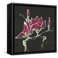 Magnolia on Black III-Chris Paschke-Framed Stretched Canvas