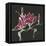 Magnolia on Black III-Chris Paschke-Framed Stretched Canvas