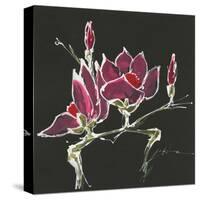 Magnolia on Black III-Chris Paschke-Stretched Canvas