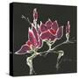 Magnolia on Black III-Chris Paschke-Stretched Canvas