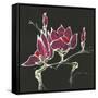 Magnolia on Black III-Chris Paschke-Framed Stretched Canvas