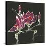 Magnolia on Black III-Chris Paschke-Stretched Canvas