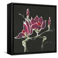 Magnolia on Black III-Chris Paschke-Framed Stretched Canvas