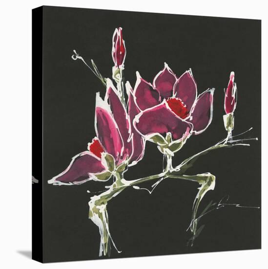 Magnolia on Black III-Chris Paschke-Stretched Canvas