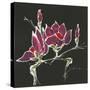 Magnolia on Black III-Chris Paschke-Stretched Canvas