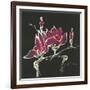 Magnolia on Black III-Chris Paschke-Framed Art Print