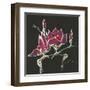 Magnolia on Black III-Chris Paschke-Framed Art Print