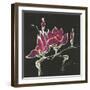 Magnolia on Black III-Chris Paschke-Framed Art Print