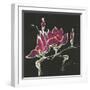 Magnolia on Black III-Chris Paschke-Framed Art Print