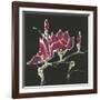 Magnolia on Black III-Chris Paschke-Framed Art Print