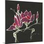 Magnolia on Black III-Chris Paschke-Mounted Art Print