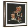 Magnolia on Black IV-Chris Paschke-Framed Art Print