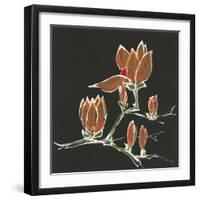 Magnolia on Black IV-Chris Paschke-Framed Art Print