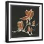 Magnolia on Black IV-Chris Paschke-Framed Art Print