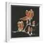 Magnolia on Black IV-Chris Paschke-Framed Art Print