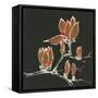 Magnolia on Black IV-Chris Paschke-Framed Stretched Canvas