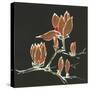 Magnolia on Black IV-Chris Paschke-Stretched Canvas